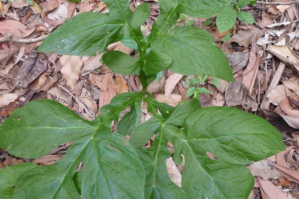 Anchomanes difformis