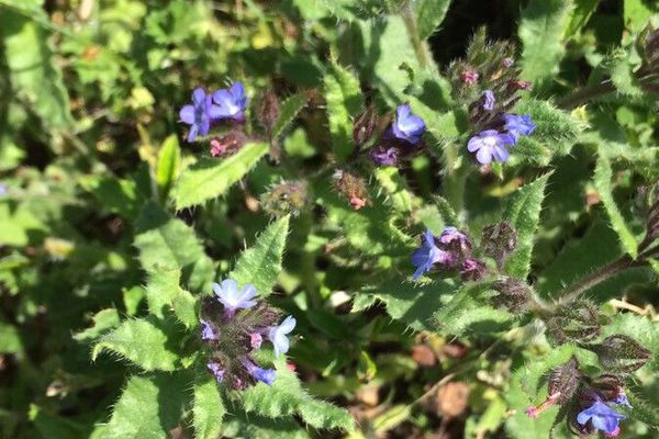 Bugloss