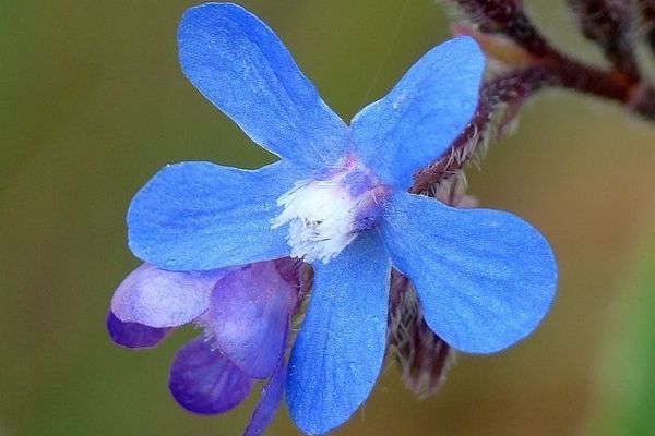 Garden anchusa