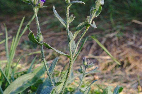 Alkanet