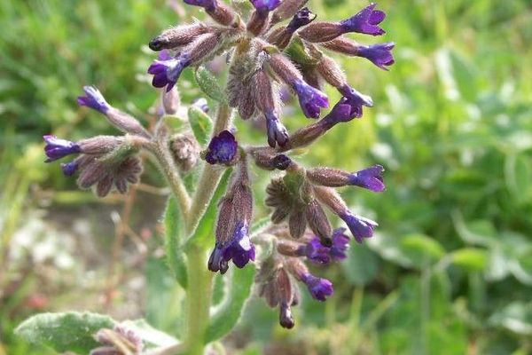 Undulate alkanet