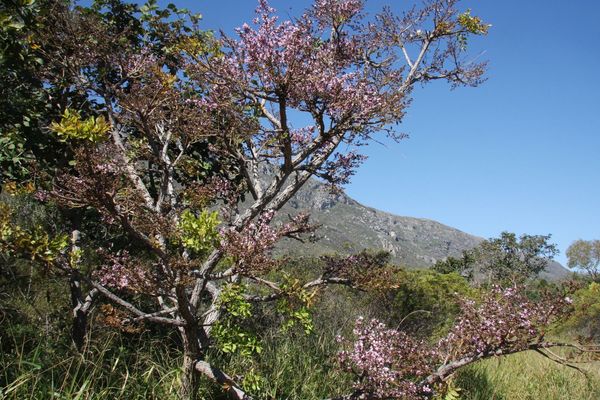 Andira fraxinifolia