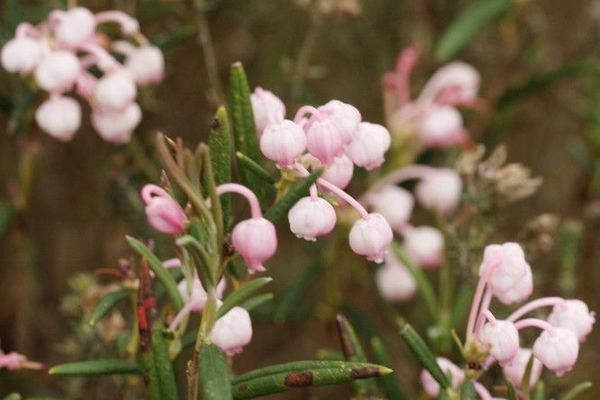 Bog-rosemary