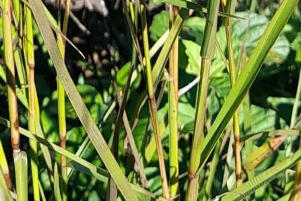 West indian foxtail grass