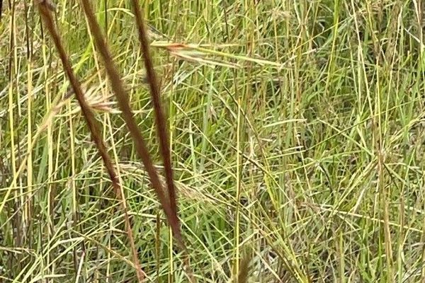 Andropogon chinensis