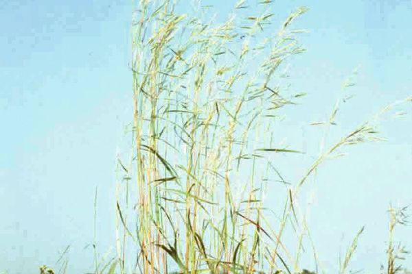 Tambuki grass