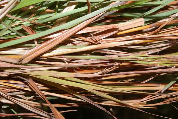 Broomsedge