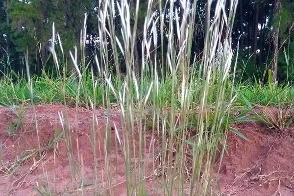 Matojillo bluestem