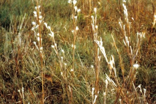 Split bluestem