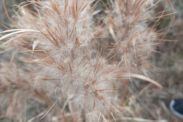 Broom-sedge