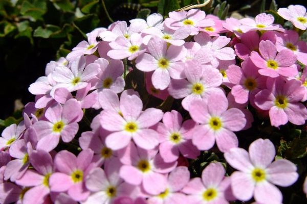 Alpine rock-jasmine