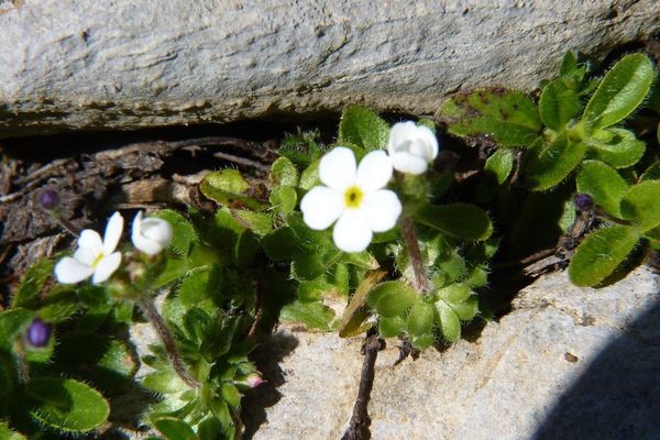 Sweetflower rockjasmine