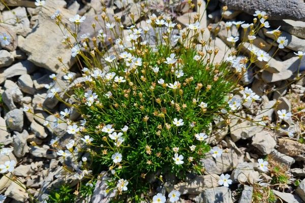 Androsace lactea