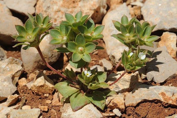 Annual androsace