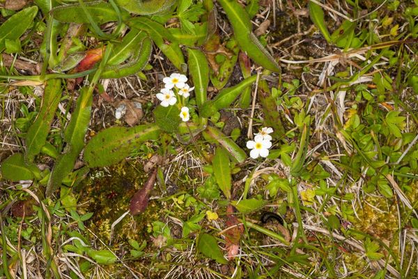 Androsace obtusifolia