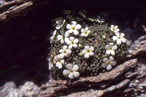 Androsace pubescens