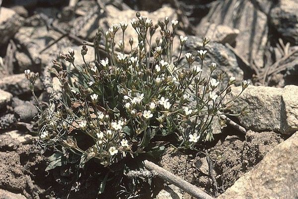 Pygmyflower rockjasmine