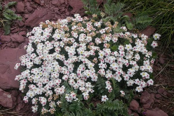 Woolly rock-jasmine