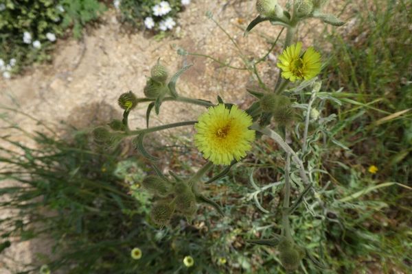 Common andryala
