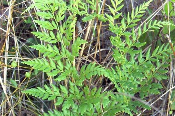 Pine fern
