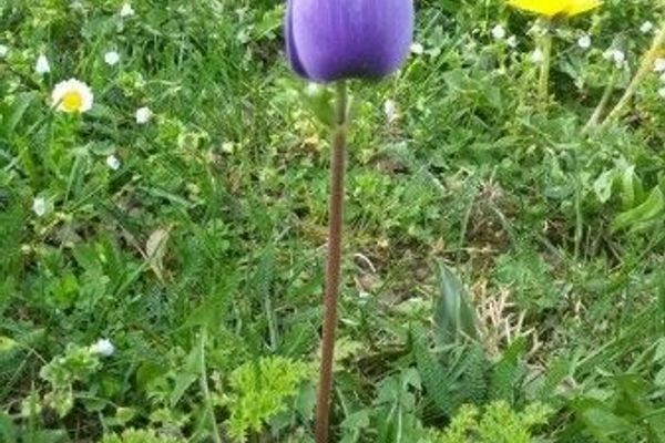 Poppy anemone