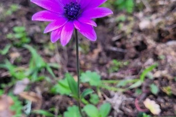 Broad-leaved anemone