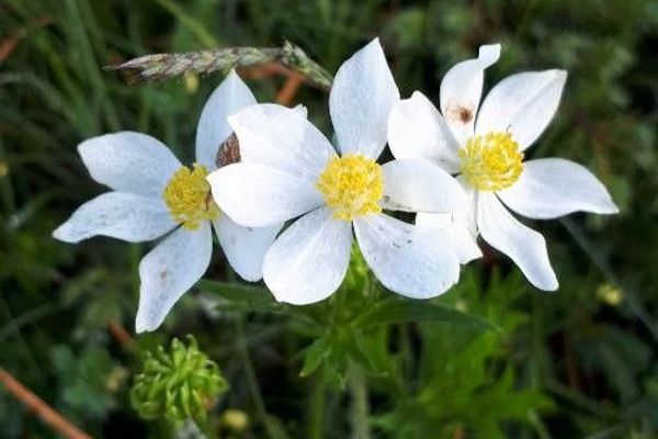 Narcissus anemone
