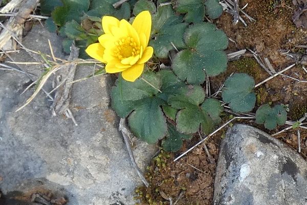 Palmate anemone