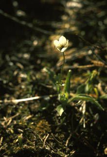 Northern anemone