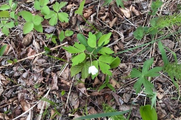 Wood anemone