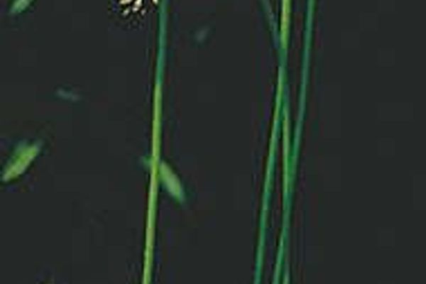Thimbleweed