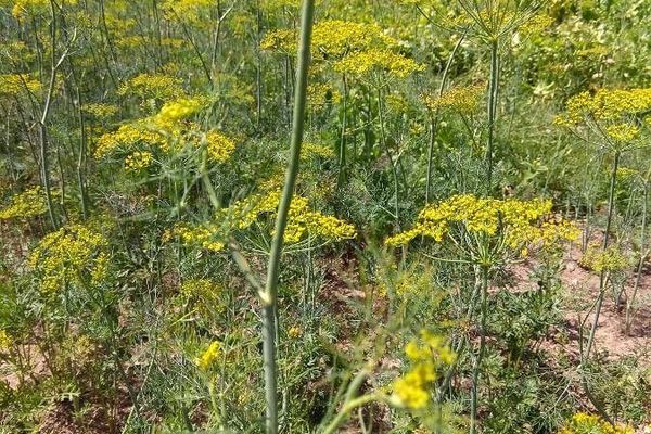 Garden dill