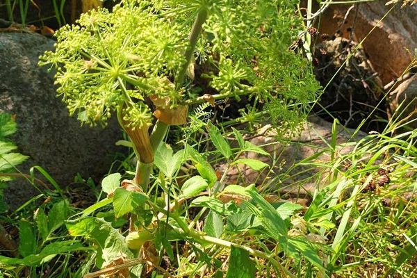 Garden angelica