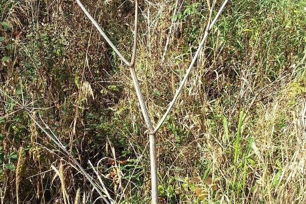 American angelica