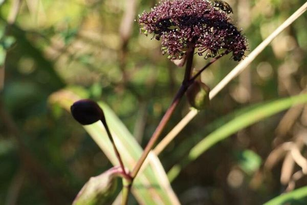 Angelica decursiva
