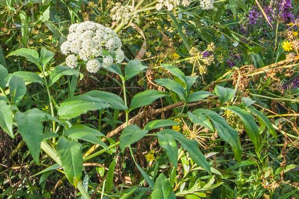 Angelica heterocarpa