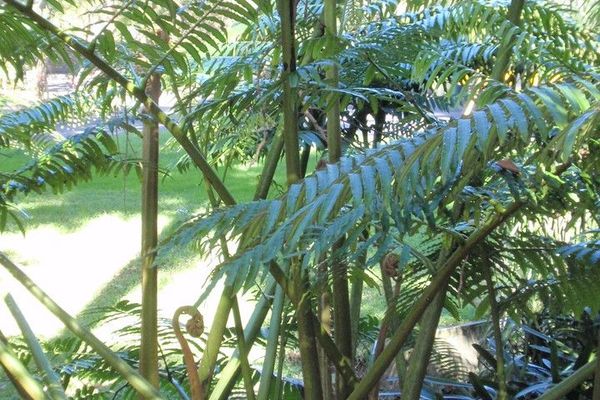 King fern