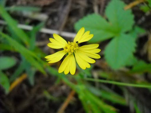 Woodland madia