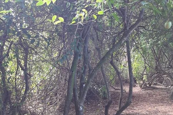 Corkwood