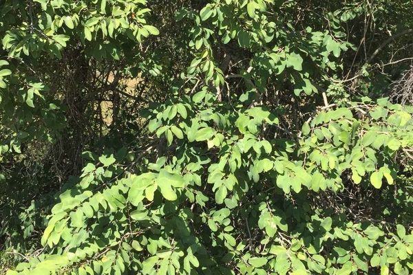 Wild custard-apple