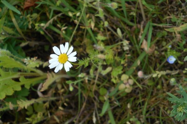 Field chamomile
