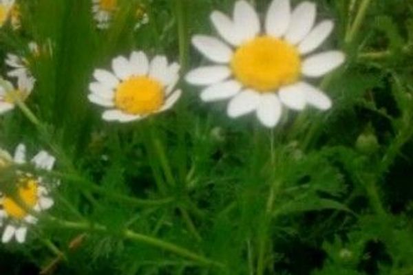 Foetid chamomile