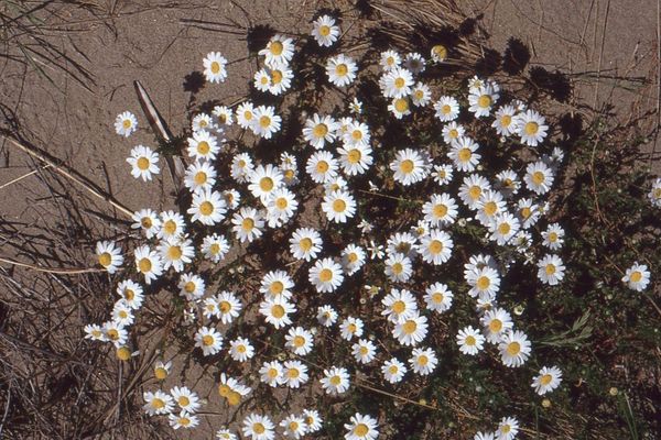 Seaside chamomile