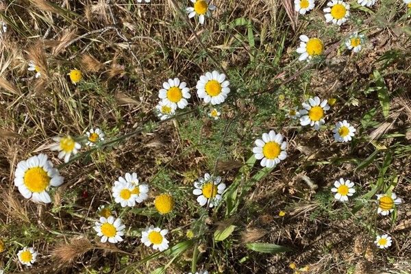 Eastern chamomile