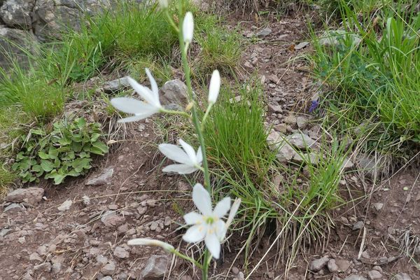 St. bernard’s lily