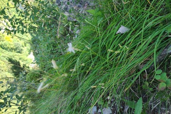 Branched st. bernard's-lily