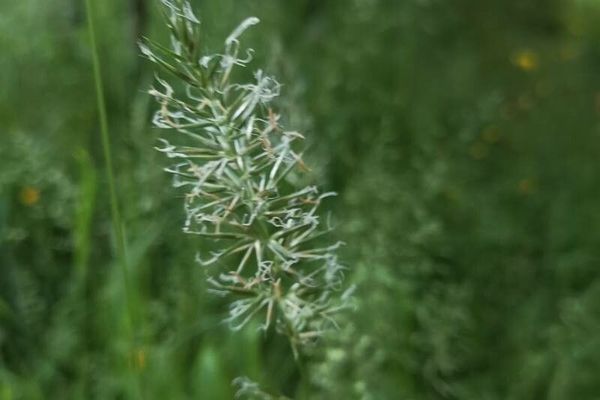 Annual vernal grass