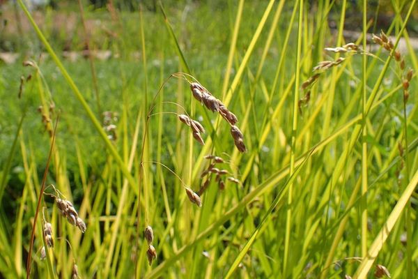 Holy-grass