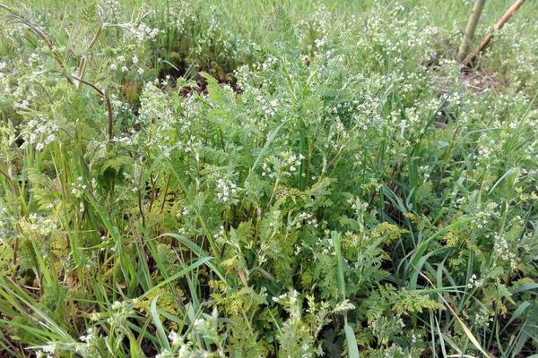Bur chervil