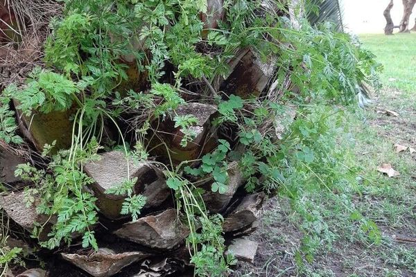Chervil